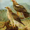 Booted Eagle